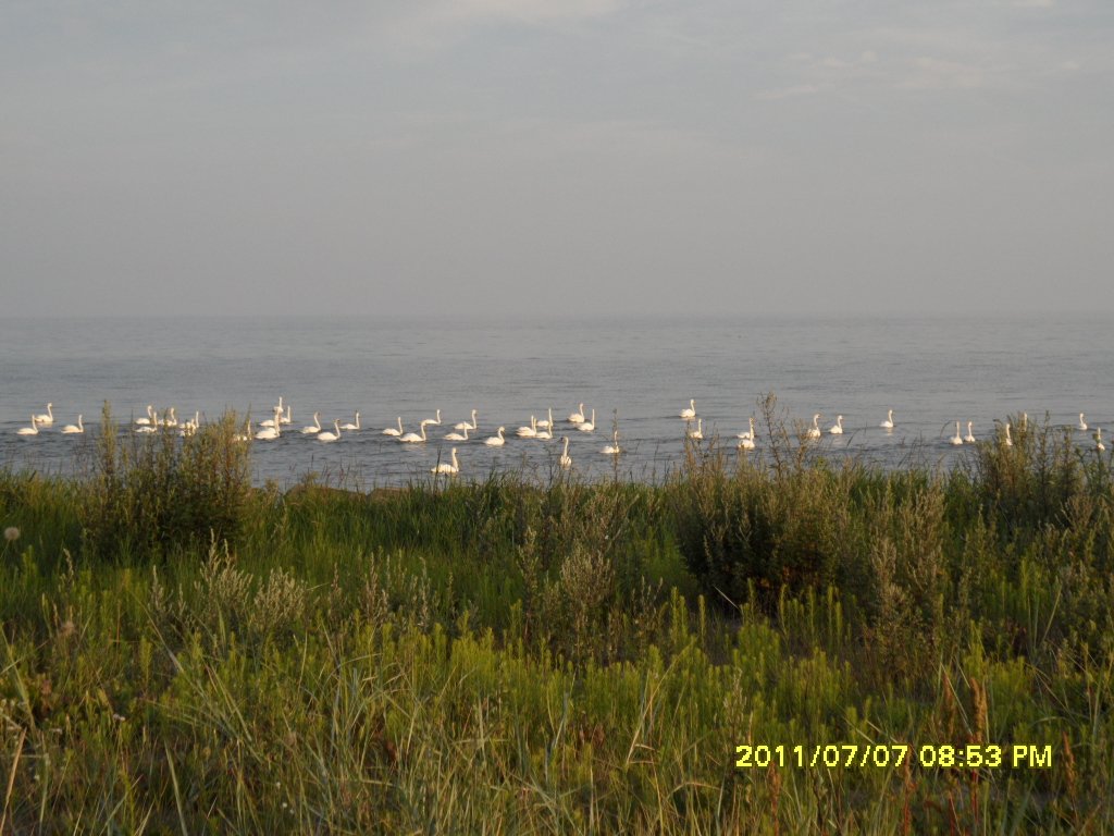 Bu kadar kugu kusunu ilk defa burada gÃƒÂƒÃ‚ÂƒÃƒÂ‚Ã‚Â¶rdÃƒÂƒÃ‚ÂƒÃƒÂ‚Ã‚Â¼k (2).JPG