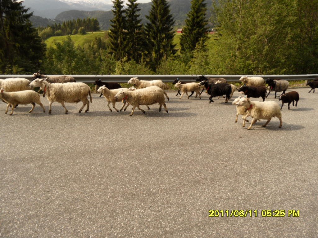 BugÃƒÂƒÃ‚ÂƒÃƒÂ‚Ã‚Â¼n yolda karsilastik..JPG