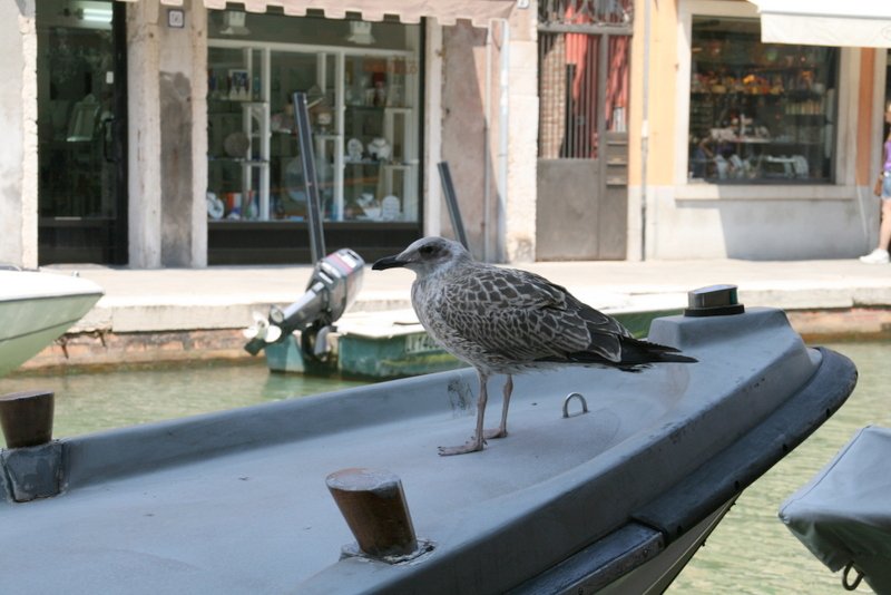 Burano Canon 012.JPG