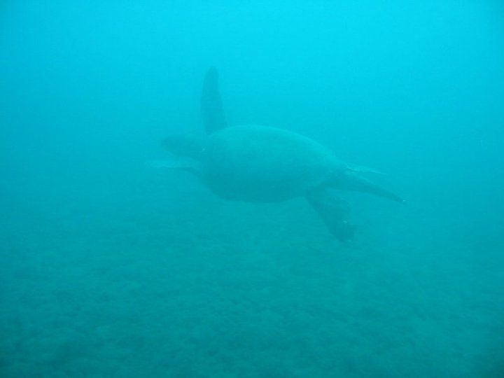 caretta.jpg