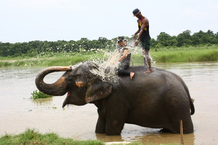 Chitwan ParkÃƒÂƒÃ‚Â„ÃƒÂ‚Ã‚Â±'nda fil banyosu.jpg