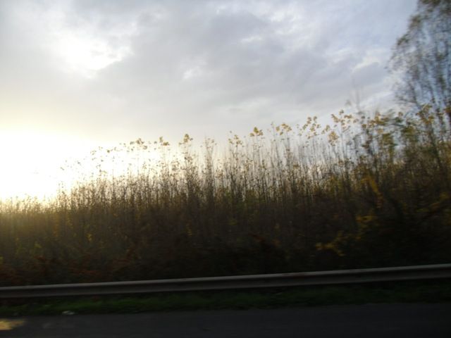 CIMG0295.jpg