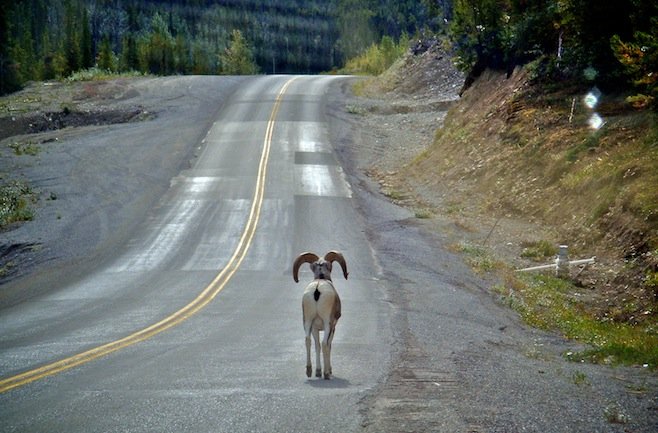 CN Big Horn Sheep.jpg