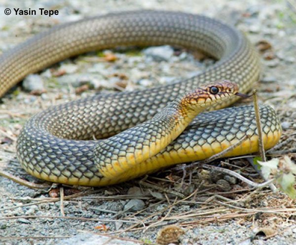 coluber4.jpg
