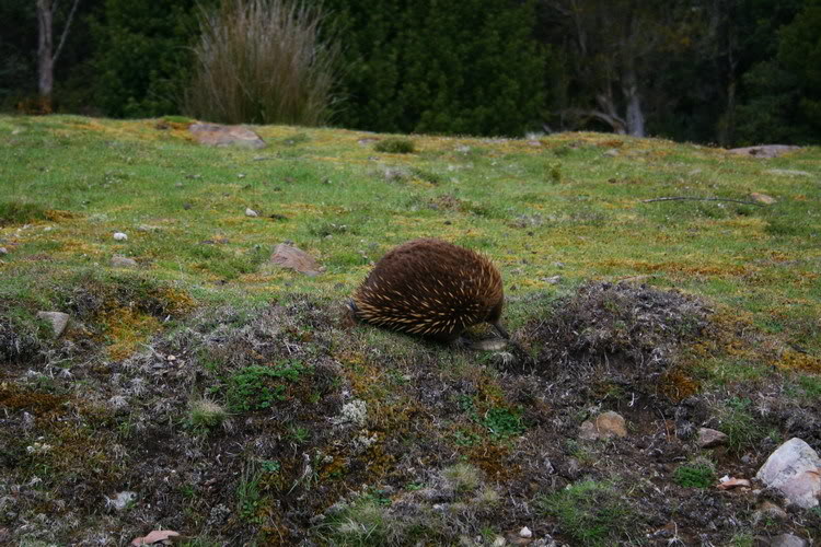 CradleMountain5