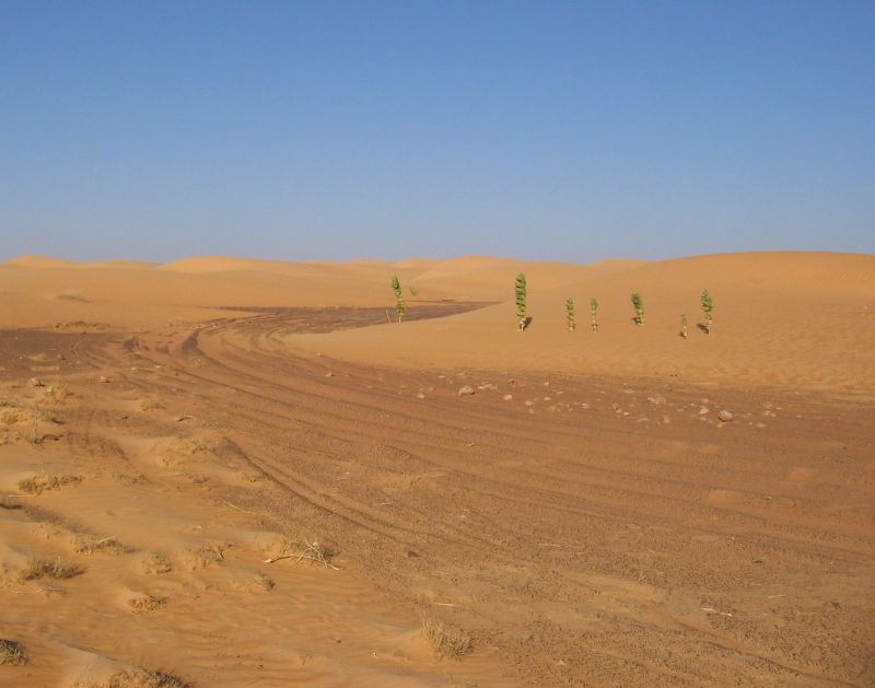 D 0003 Dakar Tracks through the desert traces Mauritanie.jpg