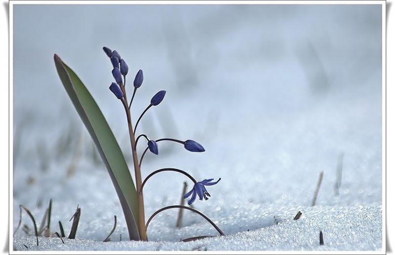 daÃƒÂƒÃ‚Â„ÃƒÂ‚Ã‚ÂŸ sÃƒÂƒÃ‚ÂƒÃƒÂ‚Ã‚Â¼mbÃƒÂƒÃ‚ÂƒÃƒÂ‚Ã‚Â¼lÃƒÂƒÃ‚ÂƒÃƒÂ‚Ã‚Â¼,scilla bifolia.jpg
