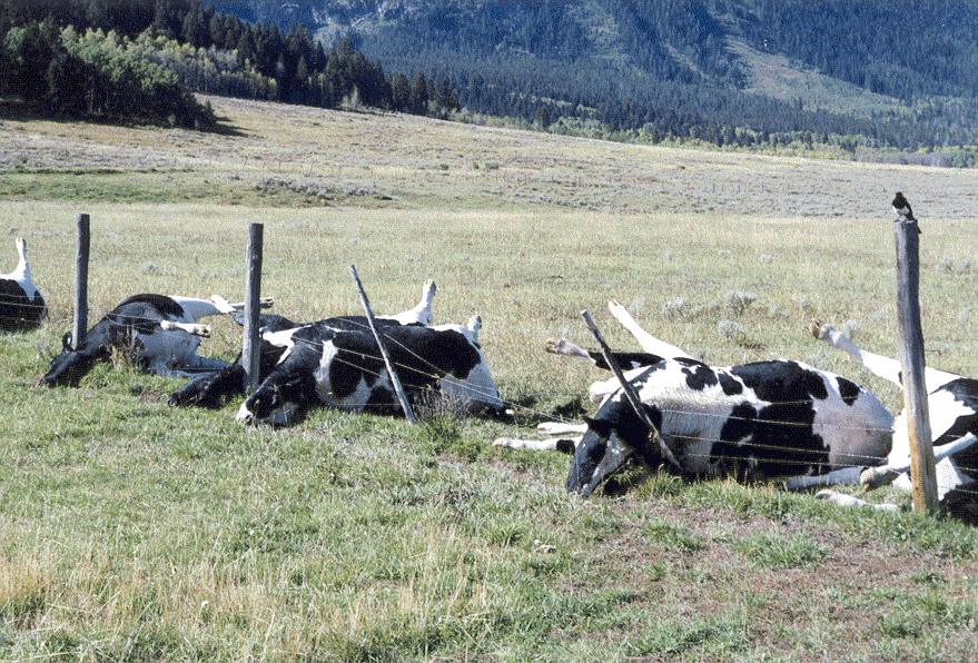 Dead_Cows_Fence2.jpg