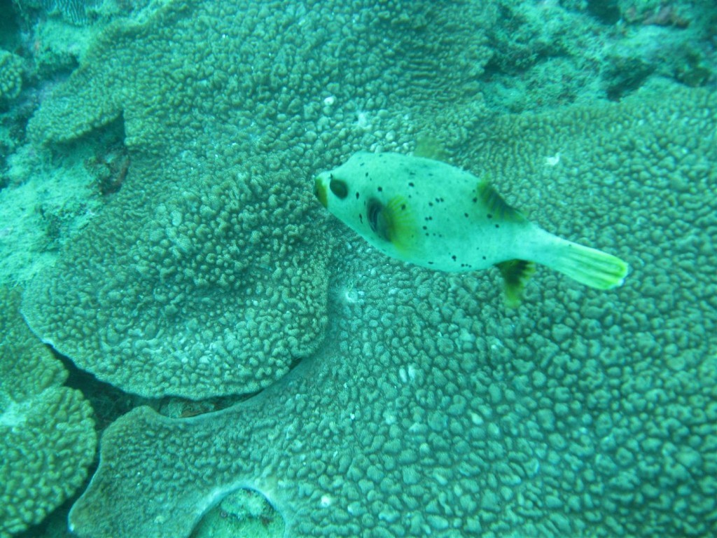 Dive (59) (Large).JPG