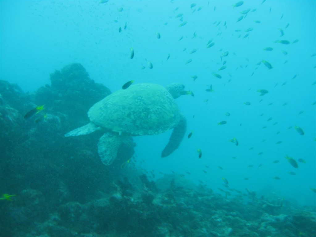 Dive (61) (Large).JPG