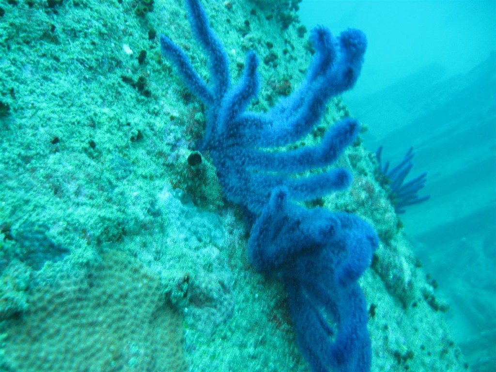 Dive (79) (Large).JPG