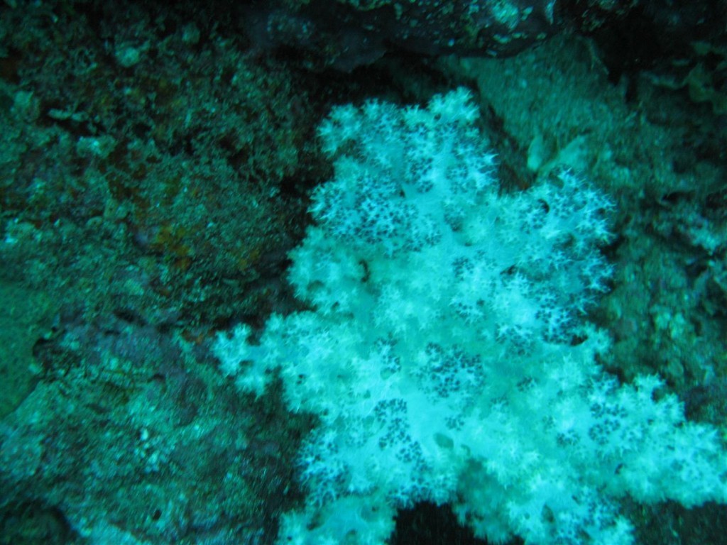 Dive (99) (Large).JPG