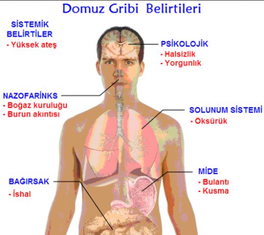 domuz gribi resim.jpg