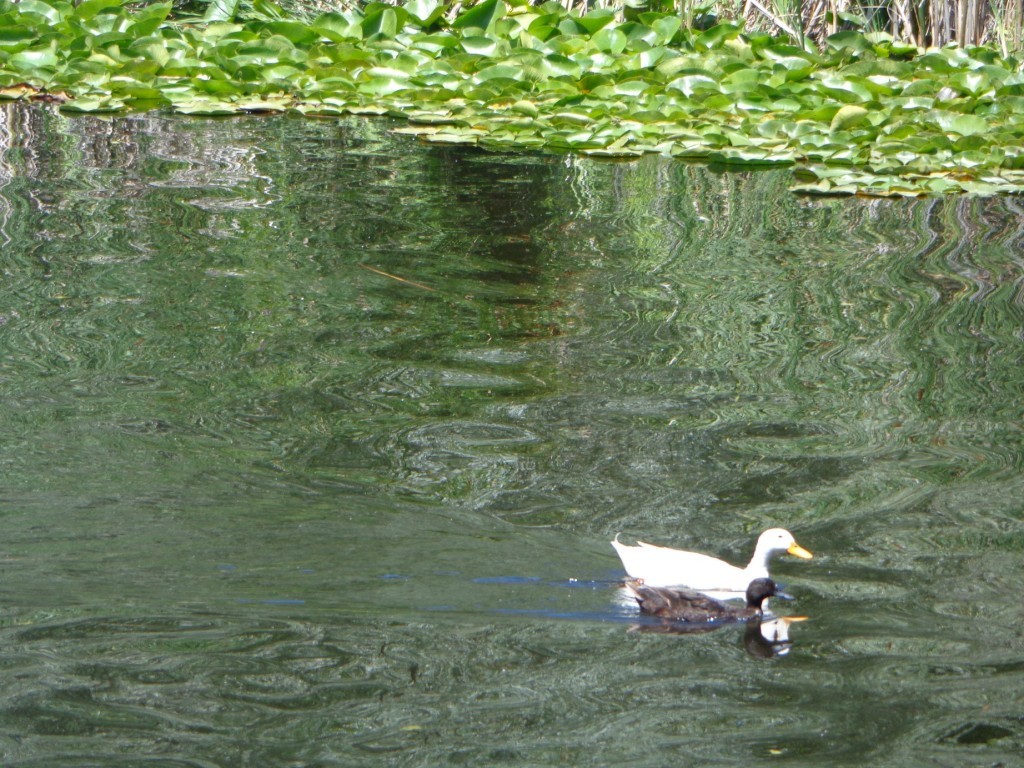 DSC00498.JPG