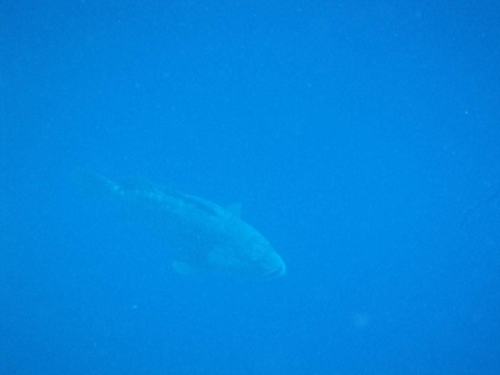 DSC00994.jpg