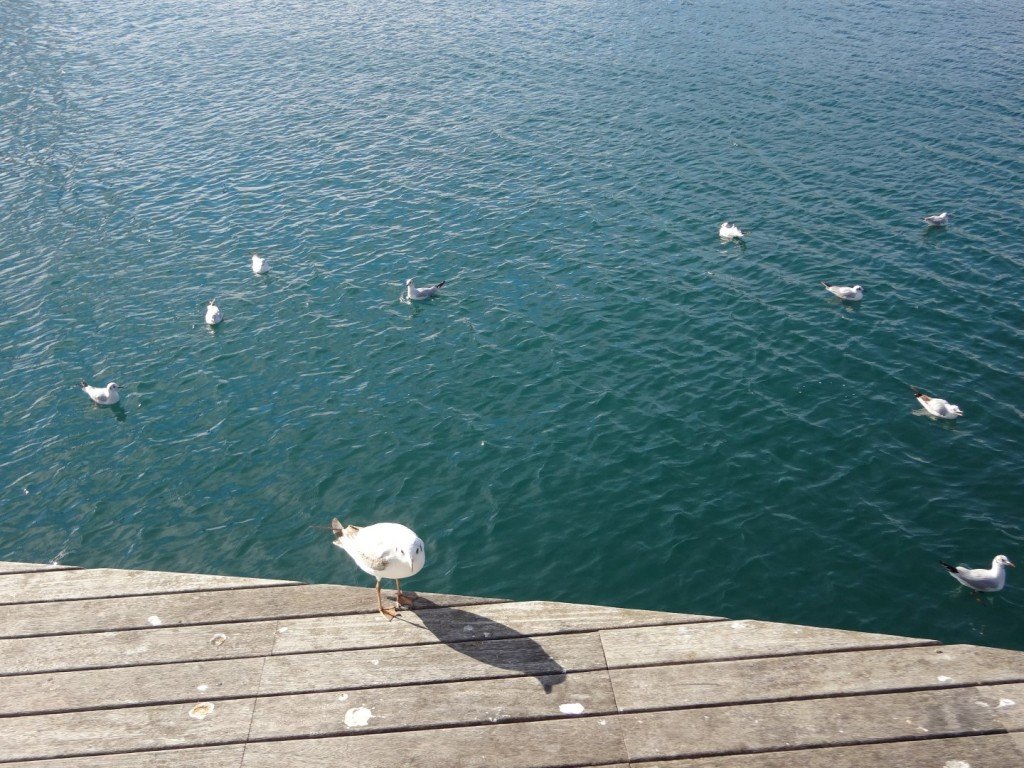 DSC05037 (Large).JPG