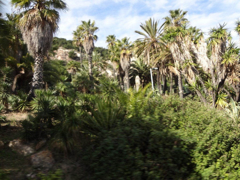 DSC05074 (Large).JPG