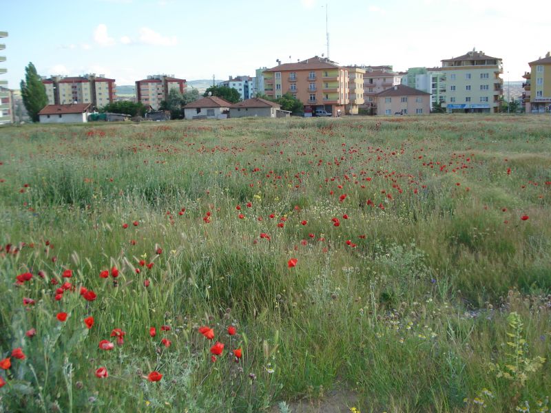 DSC07938.jpg