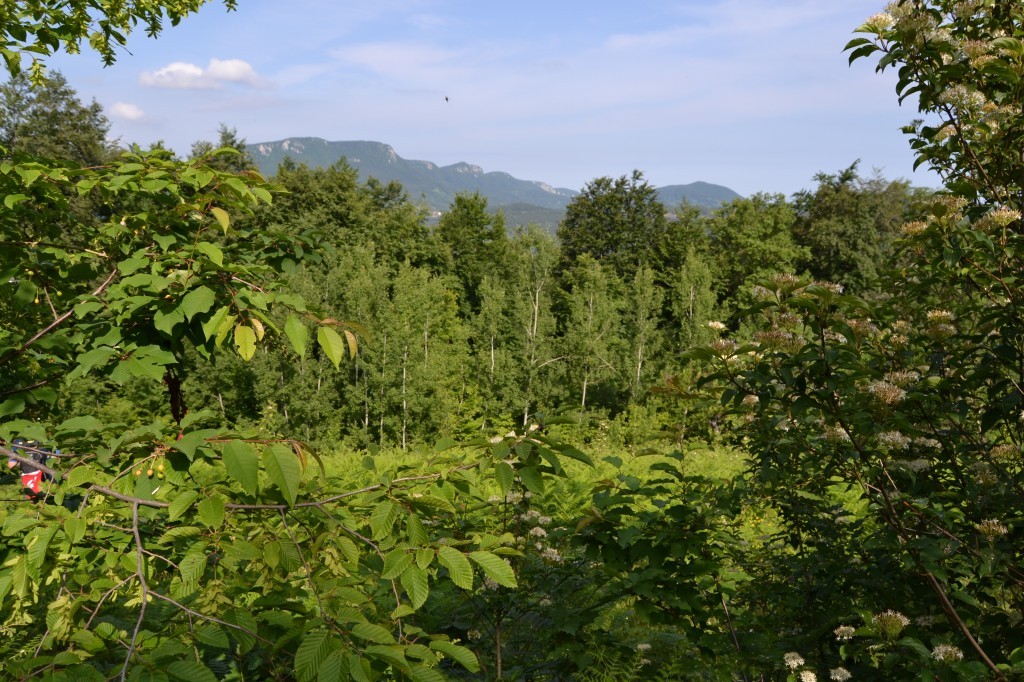 DSC_0034.JPG