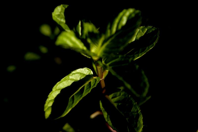 DSC_00581.jpg