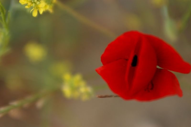 DSC_0118.jpg