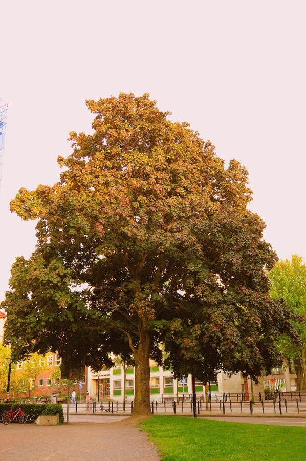 DSC_0399 (2)-001.JPG