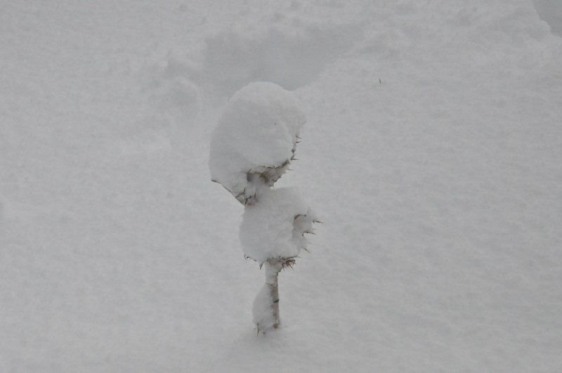 DSC_0452 [800x600].jpg