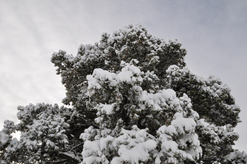 DSC_0524 [800x600].jpg