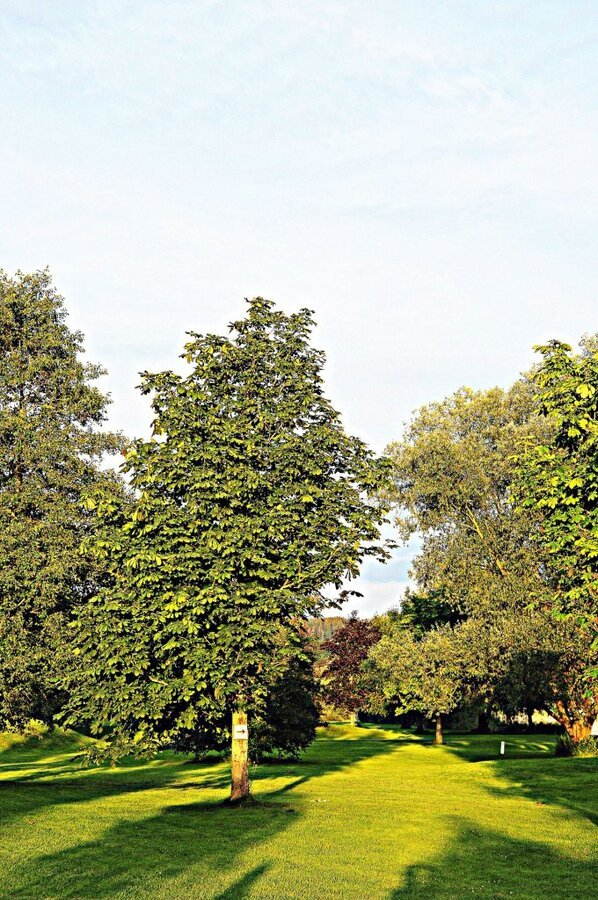 DSC_0709 (2)-001.JPG