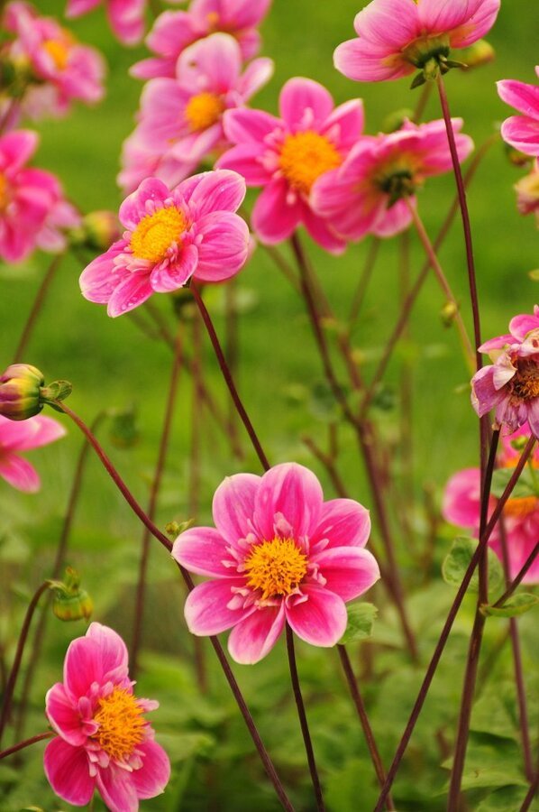 DSC_0801 (2)-001.JPG