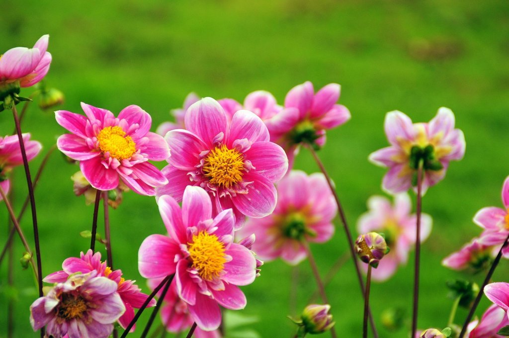 DSC_0802 (2)-001.JPG