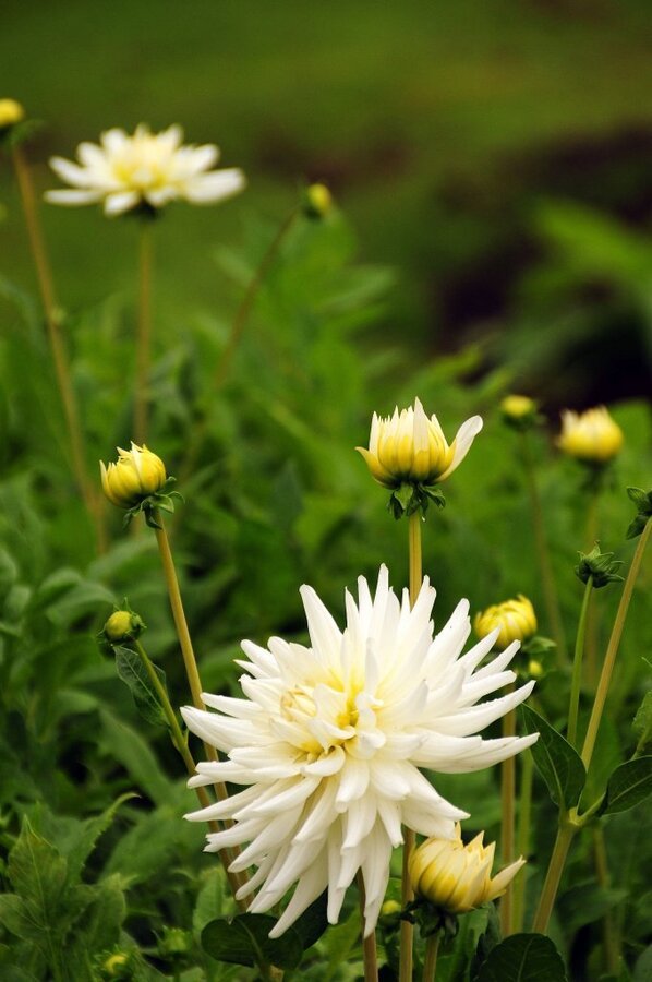 DSC_0804 (2)-001.JPG