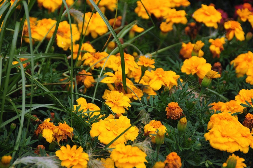 DSC_0936 (2)-001.JPG