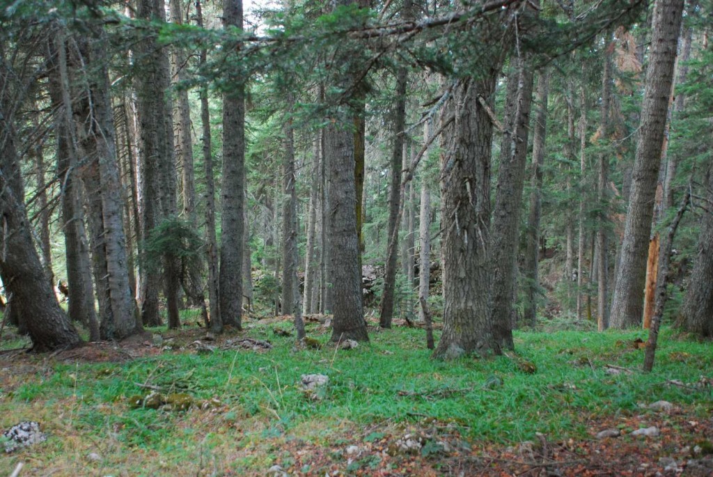 DSC_1409.JPG