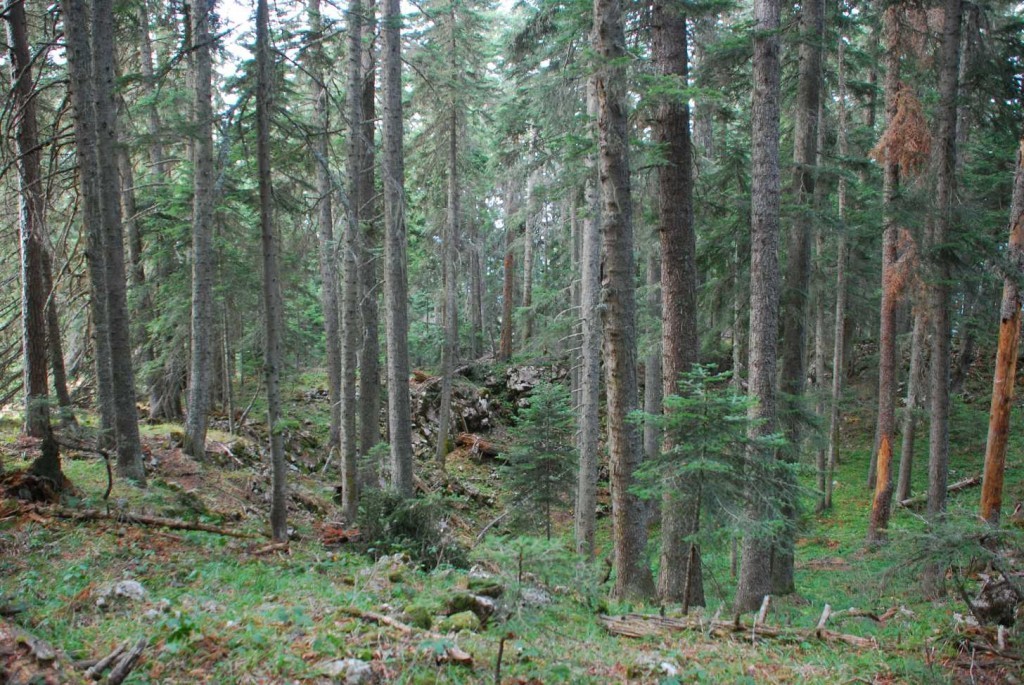 DSC_1411.JPG