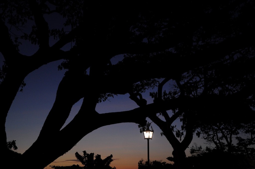 DSC_3310 (Large).JPG