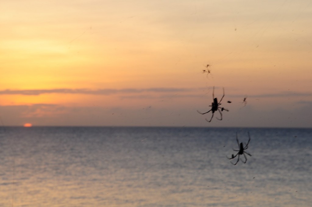 DSC_4138 (Large).JPG