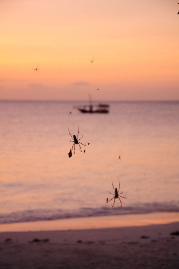 DSC_4154 (Large).JPG