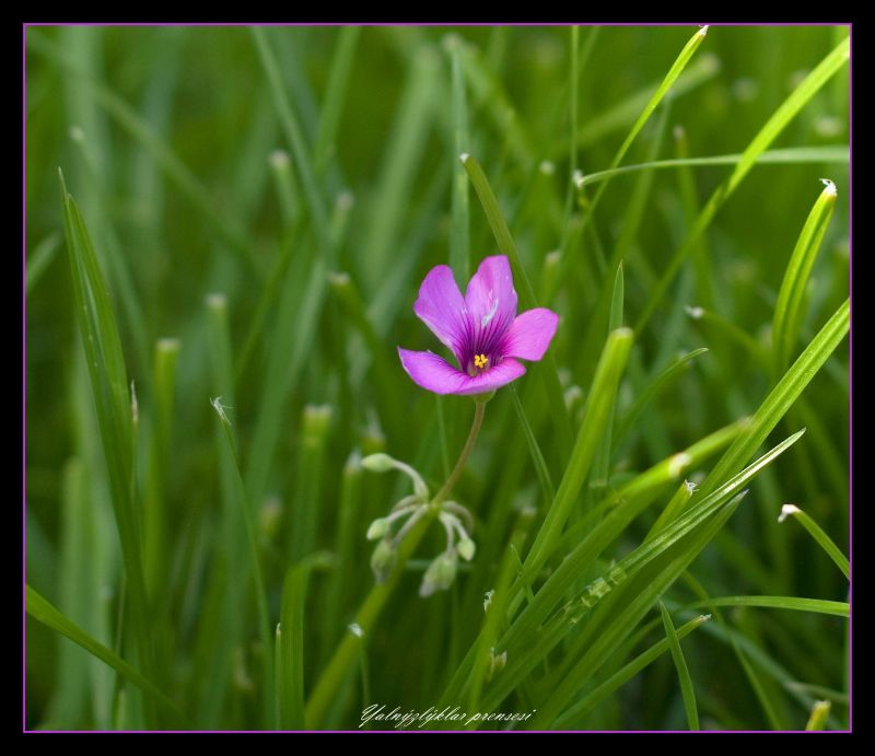 DSC_49001417.jpg