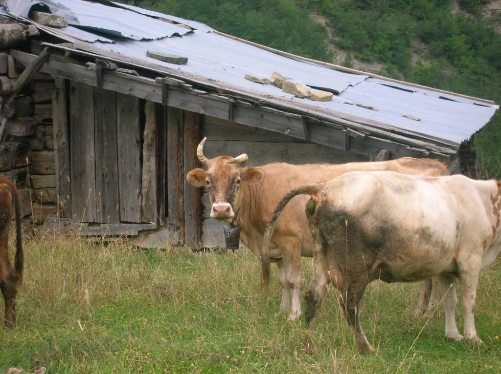 DSCN3980.jpg