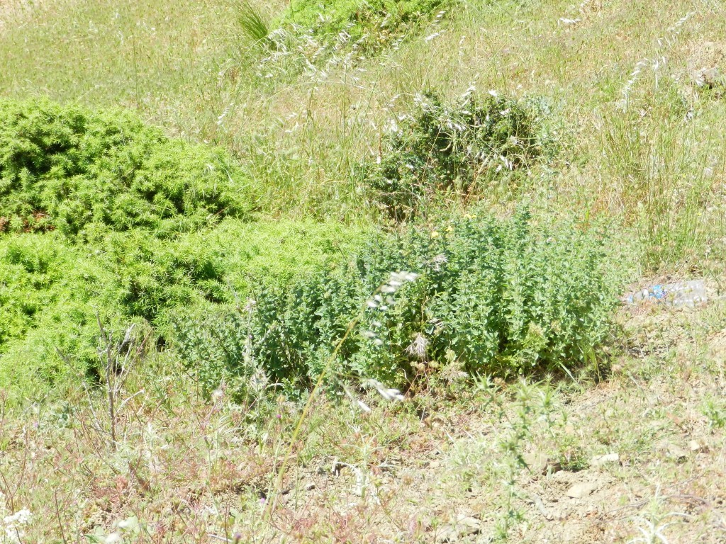 DSCN8435.JPG