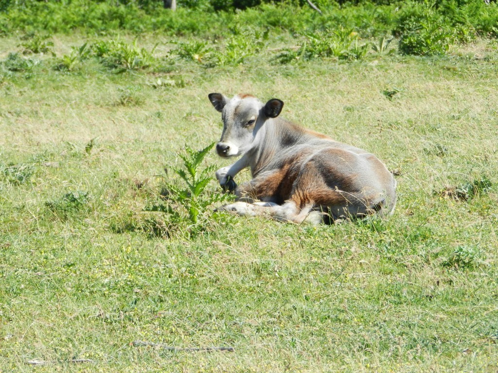 DSCN8522.JPG