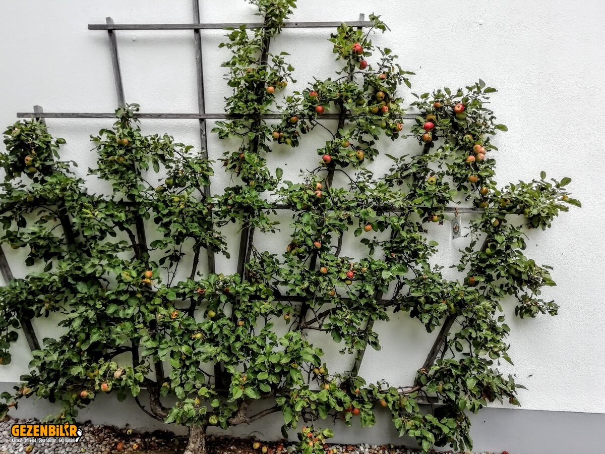 elma 2.jpg elma 2.jpg