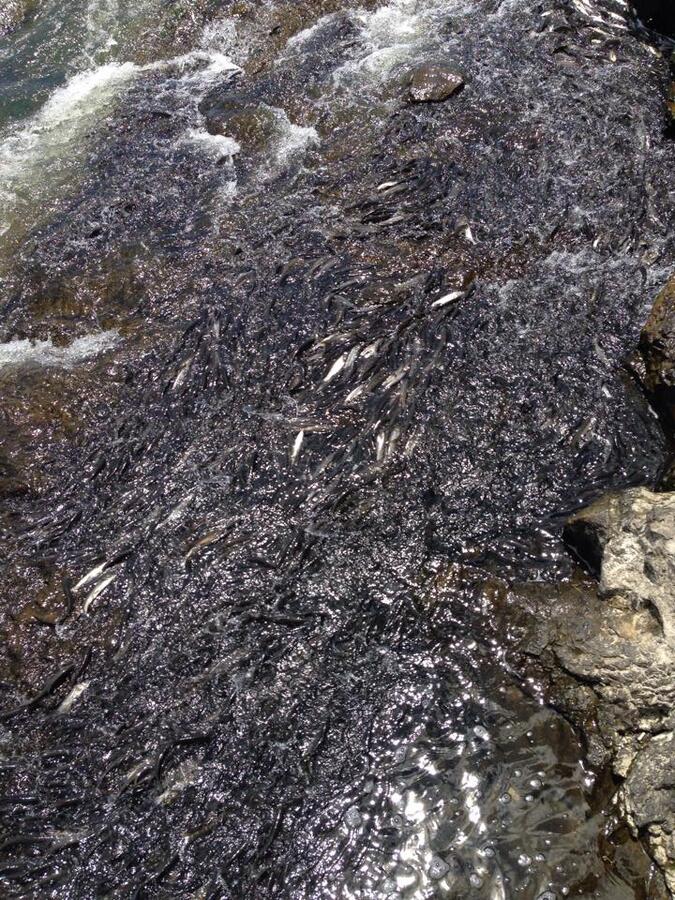 erciÃƒÂƒÃ‚Â…ÃƒÂ‚Ã‚ÂŸ balÃƒÂƒÃ‚Â„ÃƒÂ‚Ã‚Â±klÃƒÂƒÃ‚Â„ÃƒÂ‚Ã‚Â± gÃƒÂƒÃ‚ÂƒÃƒÂ‚Ã‚Â¶l2.jpg