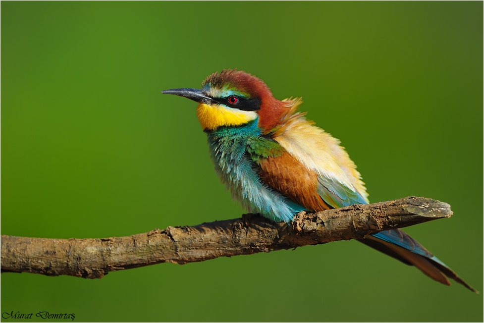 face iÃƒÂƒÃ‚ÂƒÃƒÂ‚Ã‚Â§in arÃƒÂƒÃ‚Â„ÃƒÂ‚Ã‚Â± kuÃƒÂƒÃ‚Â…ÃƒÂ‚Ã‚ÂŸu.jpg