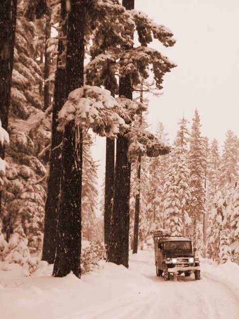 forest1_sepia_sized.jpg