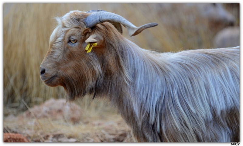 FOTO SAFARÃƒÂƒÃ‚Â„ÃƒÂ‚Ã‚Â° 020.JPG