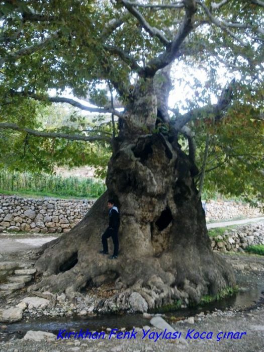 GÃƒÂƒÃ‚ÂƒÃƒÂ‚Ã‚Â¶rÃƒÂƒÃ‚ÂƒÃƒÂ‚Ã‚Â¼ntÃƒÂƒÃ‚ÂƒÃƒÂ‚Ã‚Â¼0740 [800x600].jpg