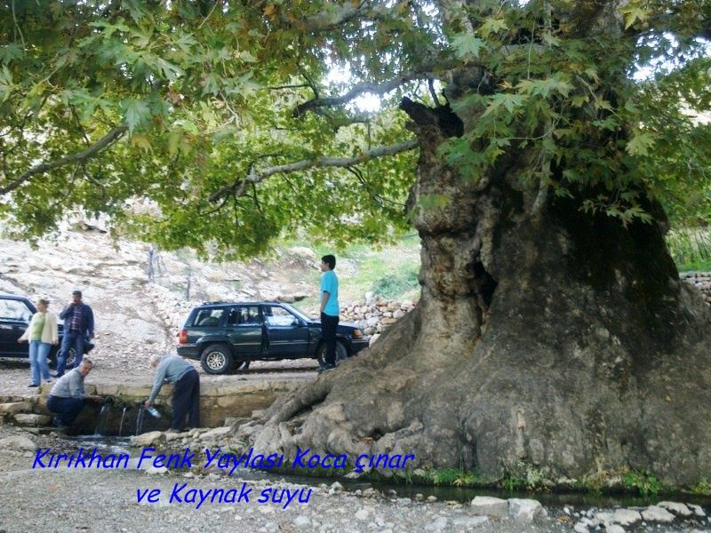 GÃƒÂƒÃ‚ÂƒÃƒÂ‚Ã‚Â¶rÃƒÂƒÃ‚ÂƒÃƒÂ‚Ã‚Â¼ntÃƒÂƒÃ‚ÂƒÃƒÂ‚Ã‚Â¼0741 [800x600].jpg