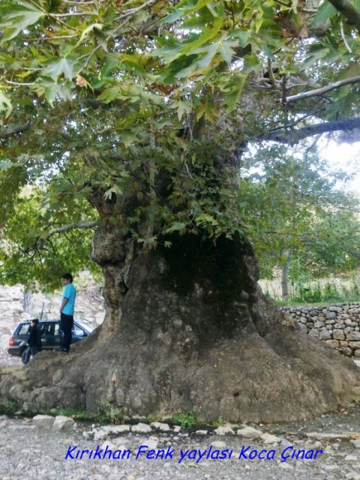 GÃƒÂƒÃ‚ÂƒÃƒÂ‚Ã‚Â¶rÃƒÂƒÃ‚ÂƒÃƒÂ‚Ã‚Â¼ntÃƒÂƒÃ‚ÂƒÃƒÂ‚Ã‚Â¼0743 [800x600].jpg